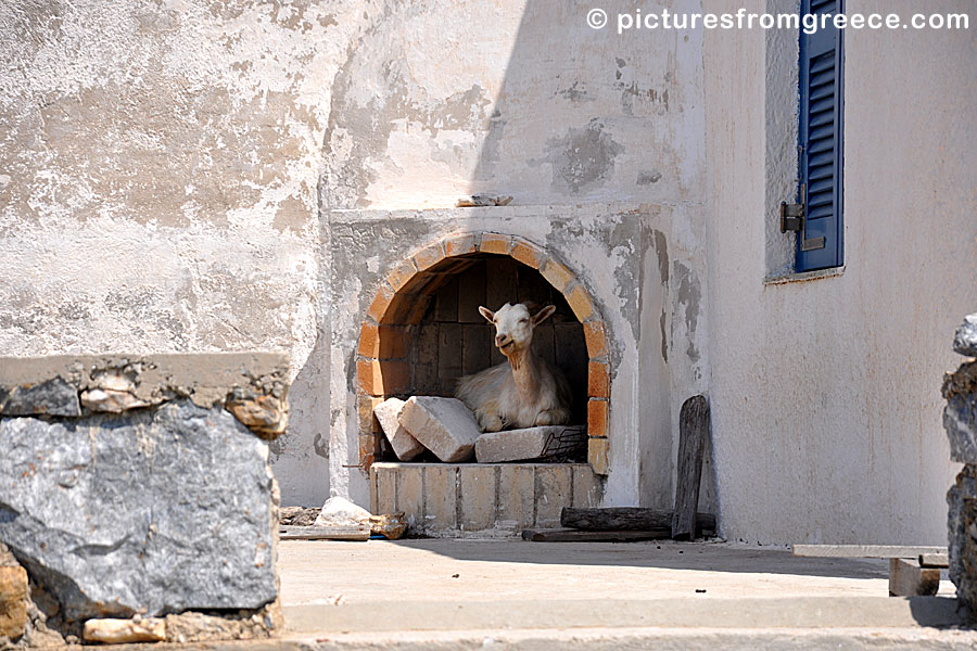 Amorgos. Goat in the oven