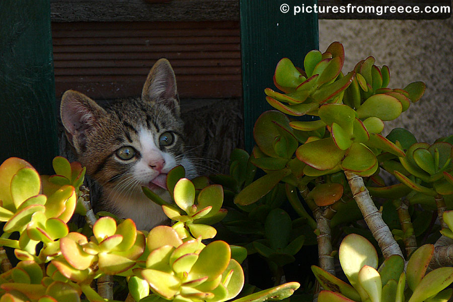 Cat in Mirtos on Crete.