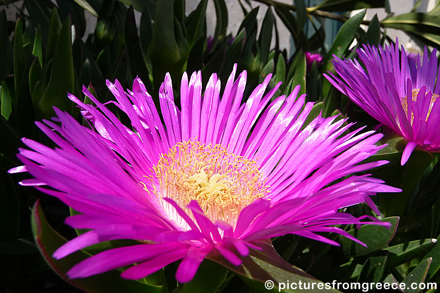 I photographed this Carpobrotus edulis, also known as Hottentot-fig, on Amorgos in April.
