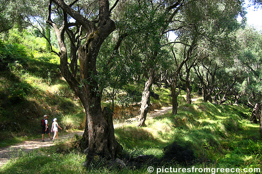 Olive grove between Parga and Lichnos beach in Greece.