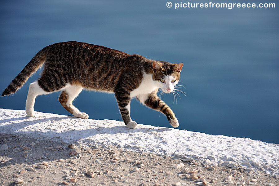 Cat on Amorgos.