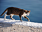 Cat on Amorgos.