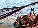 Cat in Katapola.