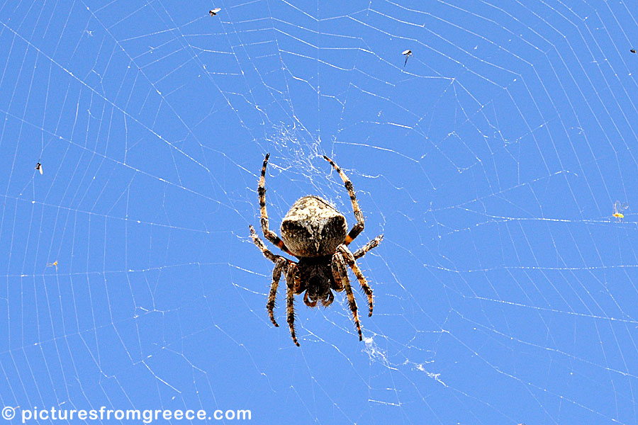Big spider in Andros, Greece.