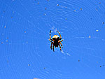 Spider on Andros.