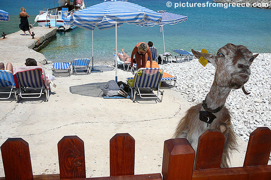 Goats on Marathounda beach in Symi.