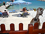 Goat on Symi.