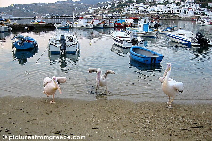 Pelicans on Mykonos.