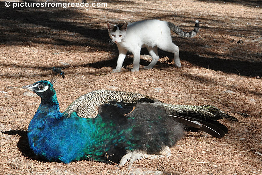 If you like peacocks and you are on Kos, you must go to the Plaka forest where there is lots of peacocks.