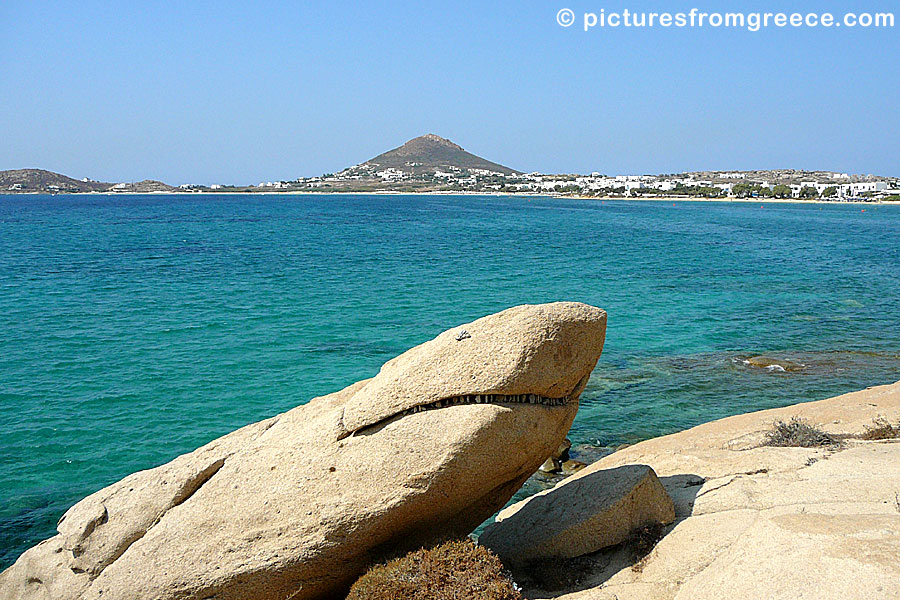 Shark in Agia Anna on Naxos.