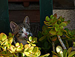 Cat on Crete.