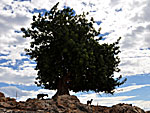 Lonely tree. Crete.