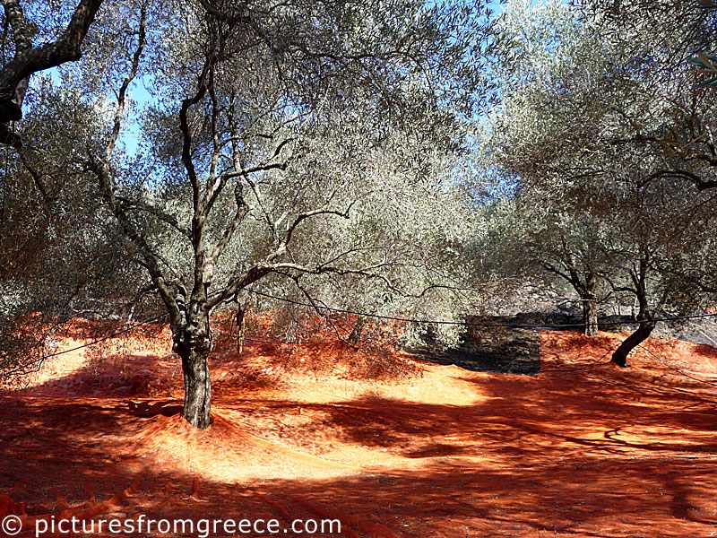 Crete - Olive nets