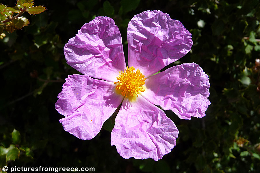 Cistus albidus. Flower.  Amorgos. Greece.