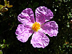 Cistus albidus. Amorgos.