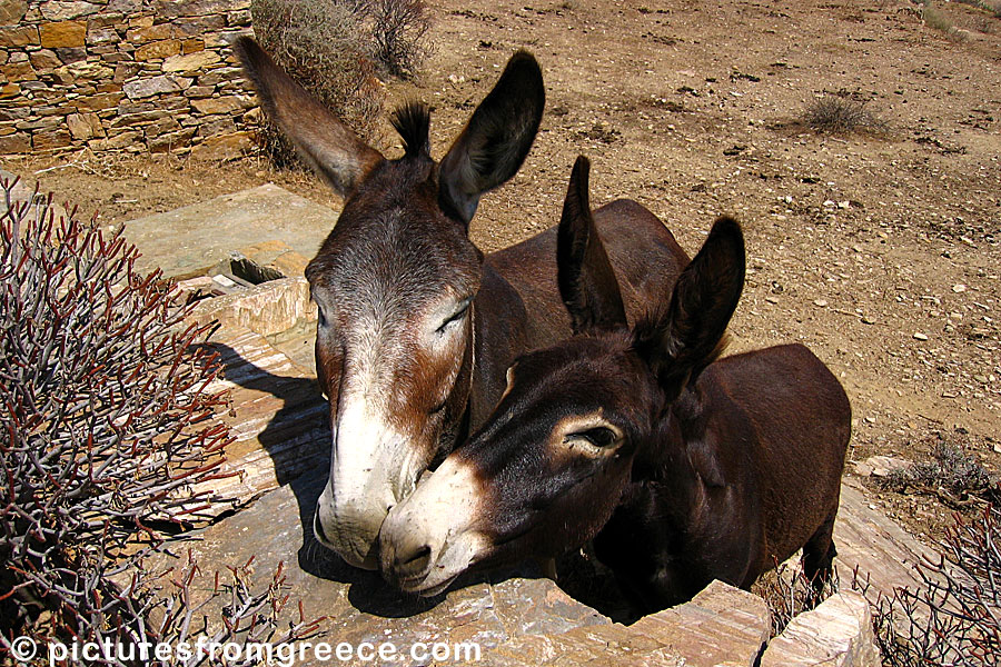 Donkeys in Folegandros
