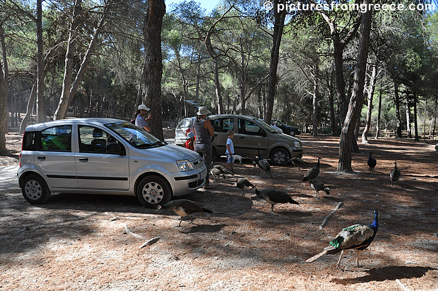 Plaka forest in Kos.