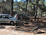 Plaka forest.