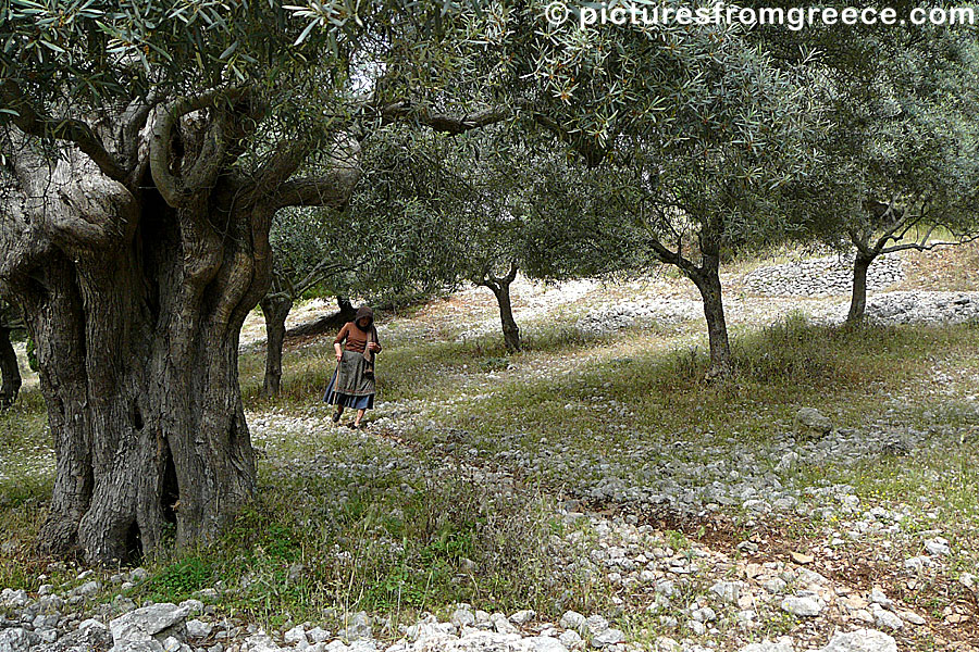 Olives from Lefkada.