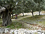 Olive grove.