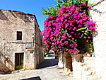 Bougainvillea. Peloponess.