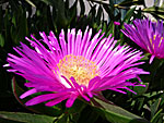 Carpobrotus edulis.