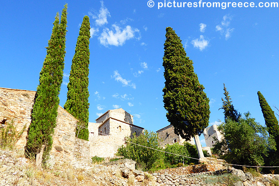 Cypress trees in Old Kardamili in Peloponess.