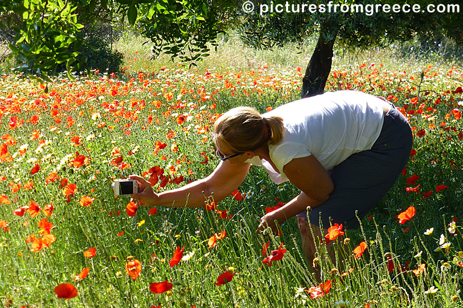 Flower Poppy Papaveraceae is quite common in Greece.