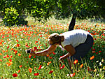 Poppy. Tilos.