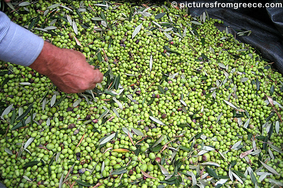 Olives from Naxos island.