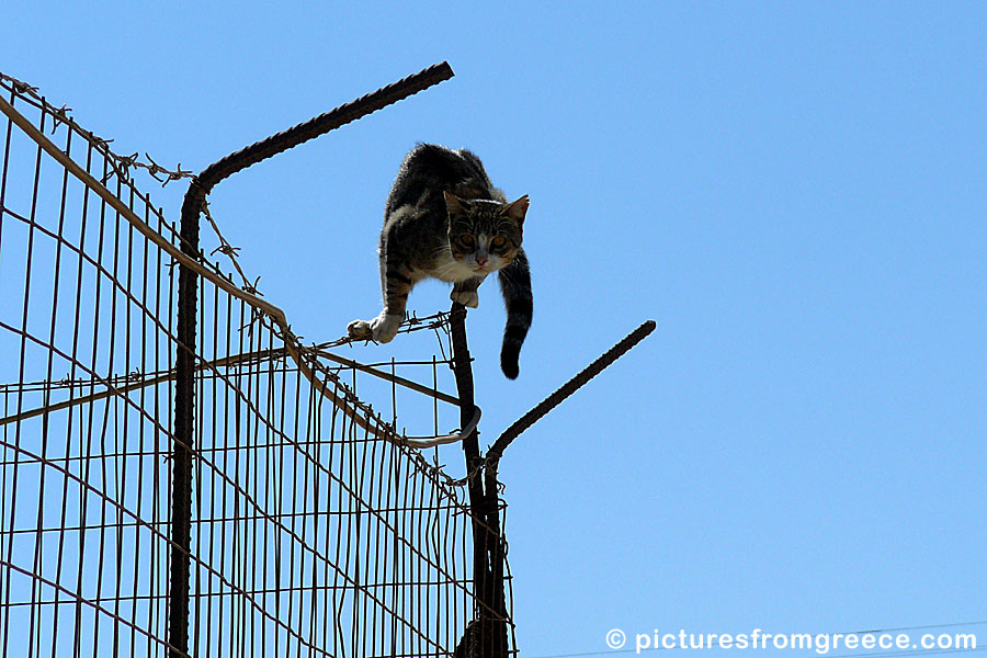 Cat on Schinoussa.