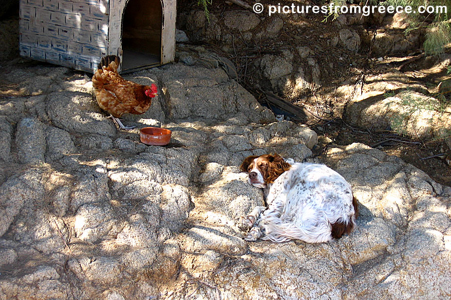 The hen and the dog in Serifos.