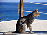 Cat from Sifnos.