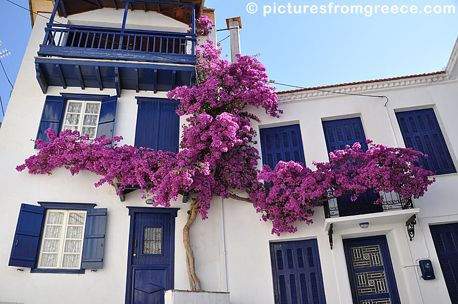 Bougainvillea in Skopelos Town.