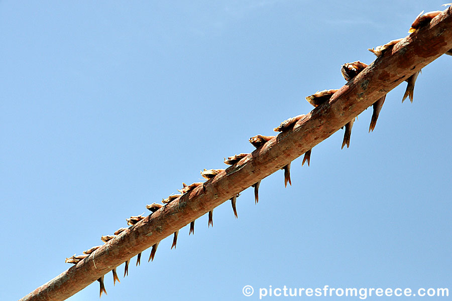 Mackerel drying in Agnontas on Skopelos.