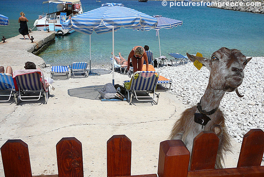Goats at Marathounda beach on Symi in Greece.