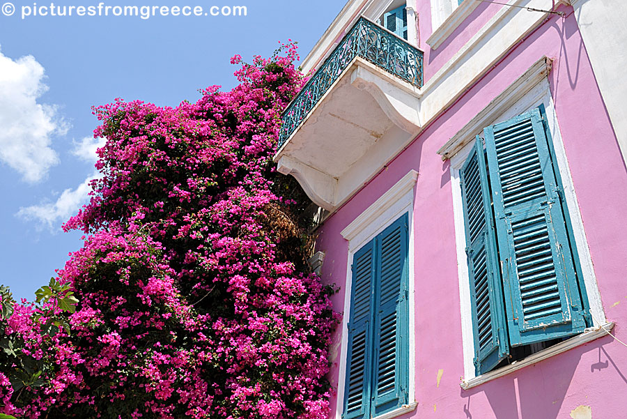 Bougainvillea in Ermoupolis on Syros