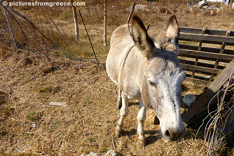 There are few attractions on Telendos. The island's main attraction is a donkey named Odysseus.