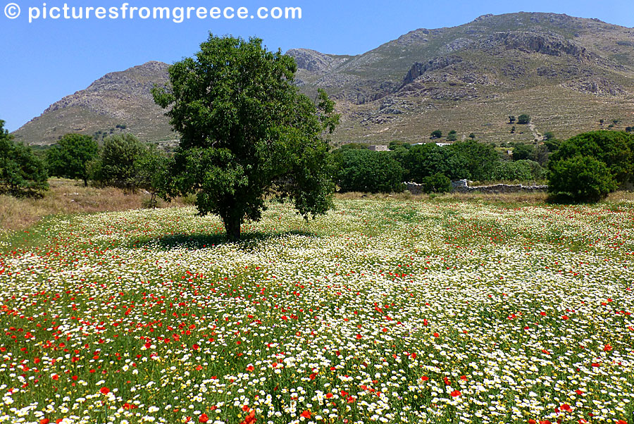 Spring in Tilos.