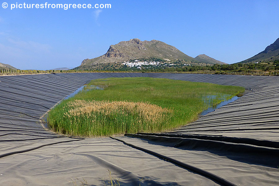 The large dam under Megao Chorio in Eristos is perfect if you like to watch birds like Eleonor Falcons.